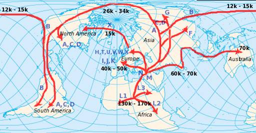 Mitochondrial eve migration.jpg