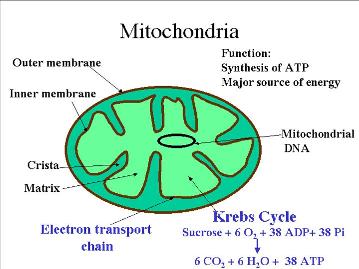 Mitochondria.jpg