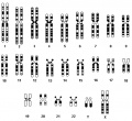 Chromosomes.jpg