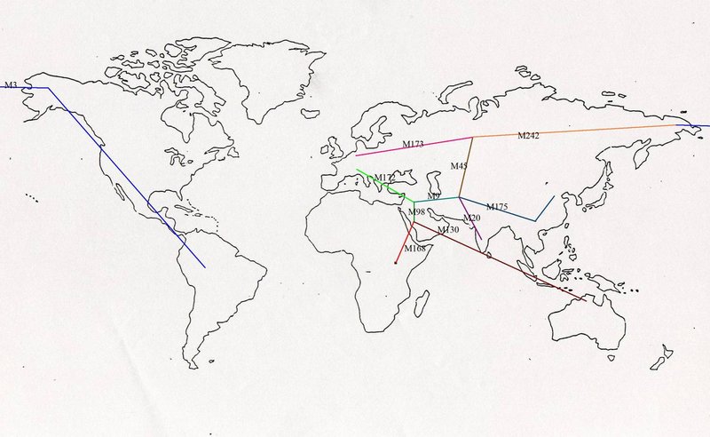 Y chromosome migration.jpg