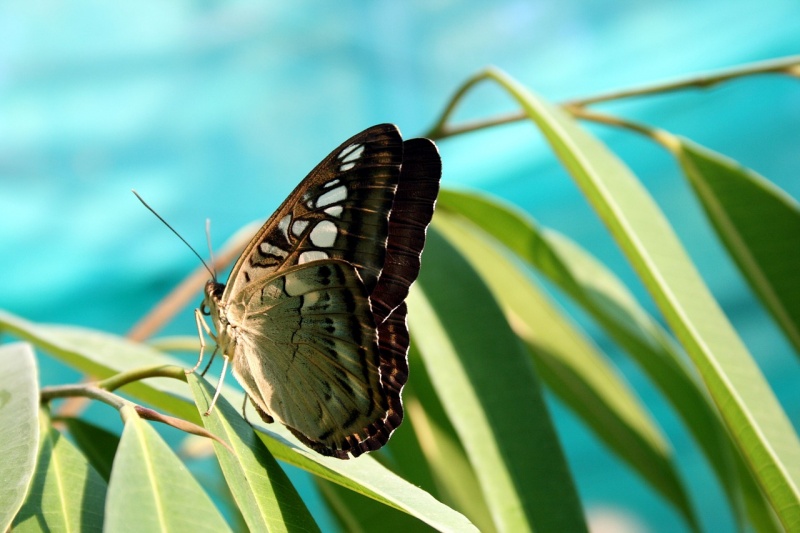 File:Butterfly.jpg