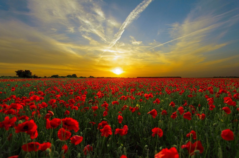 File:Sunset-Flowers.jpg