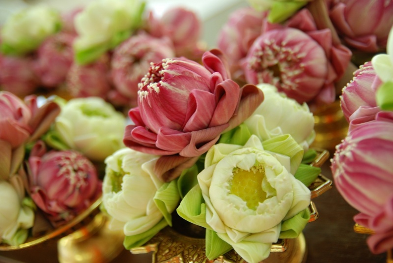 File:Lotus-Flowers.jpg