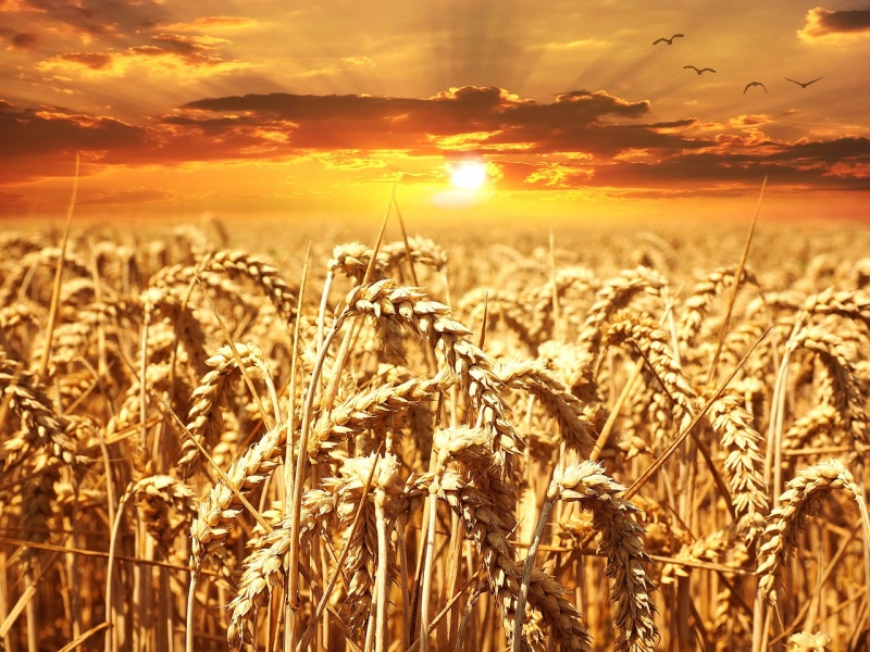 File:Ripe-Wheat-Field.jpg