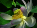 Lotus-Flower.jpg