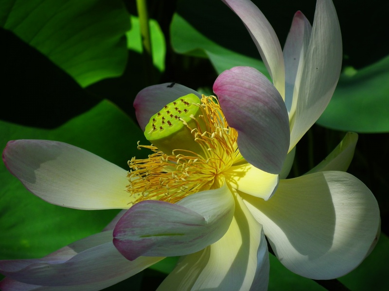 File:Lotus-Flower.jpg