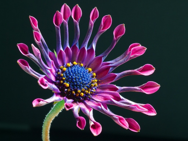 File:Daisy.jpg
