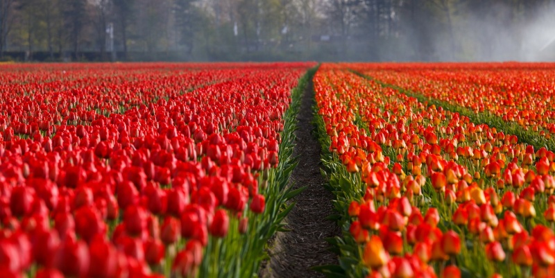 File:Wonderful-Creation-Flowers.jpg