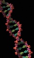 DNA.jpg